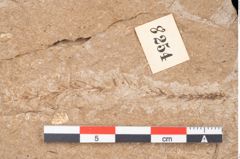 Foto (Detailansicht) von Sequoia hardtii Endl. (NHMW-GEO-2024-0188-8254)